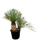 Yucca rostrata "Multitrunc" (NO:7)
