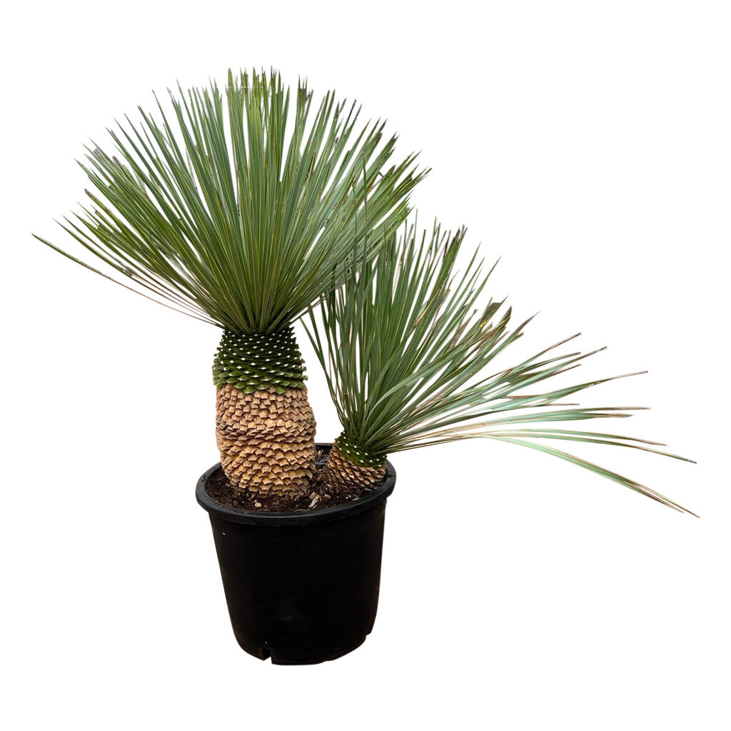 Yucca rostrata "Multitrunc" (NO:7)