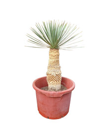 Yucca rostrata Hybride (NO:2)