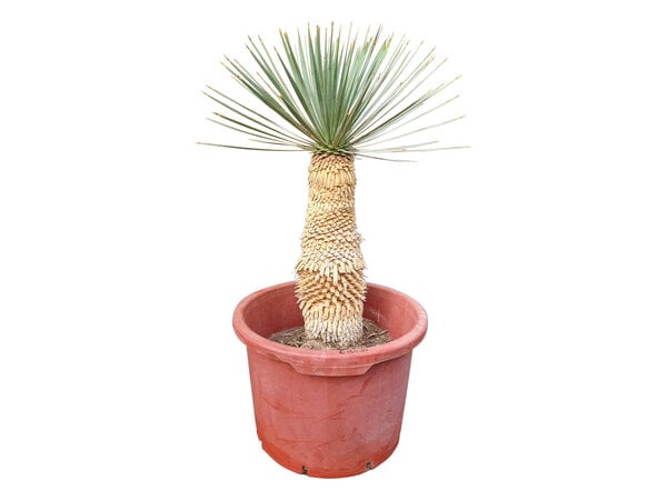 Yucca rostrata Hybride (NO:2)
