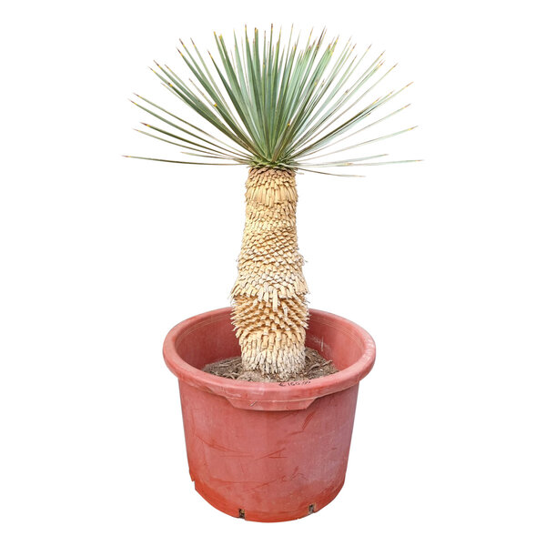 Yucca rostrata Hybride (NO:2)