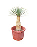  Yucca rostrata Hybride (NO:2)