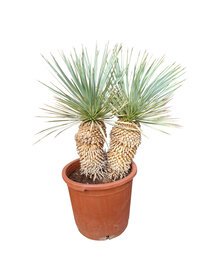Yucca rostrata Hybride (NO:1)