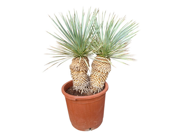 Yucca rostrata Hybride (NO:1)