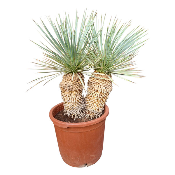 Yucca rostrata Hybride (NO:1)
