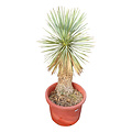 Yucca rostrata Hybride (NO:5)
