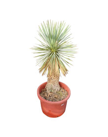 Yucca rostrata Hybride (NO:5)