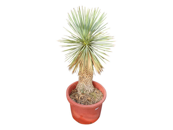 Yucca rostrata Hybride (NO:5)