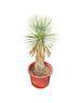  Yucca rostrata Hybride (NO:5)