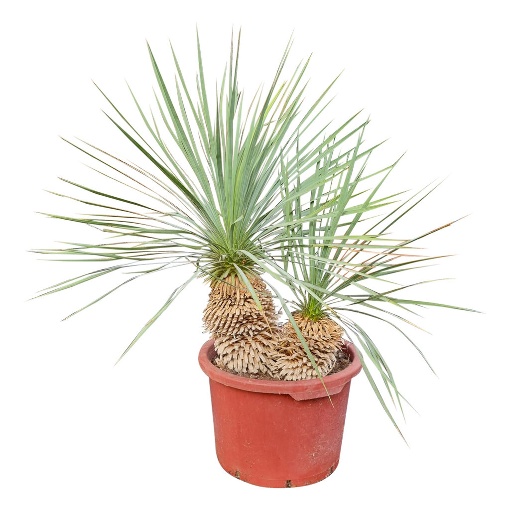 Yucca rostrata Hybride (NO:7)