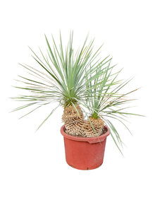 Yucca rostrata Hybride (NO:7)