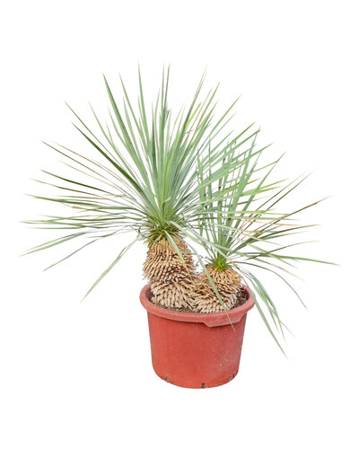 Yucca rostrata Hybride (NO:7)