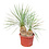 Yucca rostrata Hybride (NO:7)