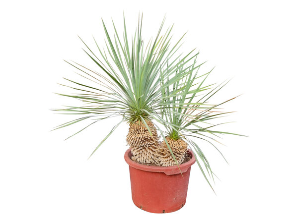Yucca rostrata Hybride (NO:7)