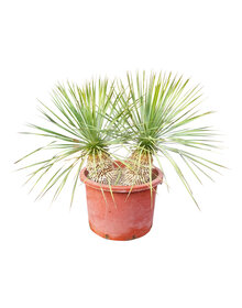 Yucca rostrata Hybride (NO:8)