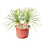 Yucca rostrata Hybride (NO:8)