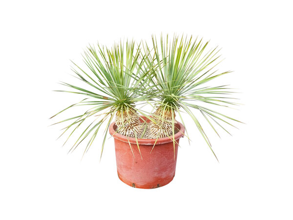 Yucca rostrata Hybride (NO:8)