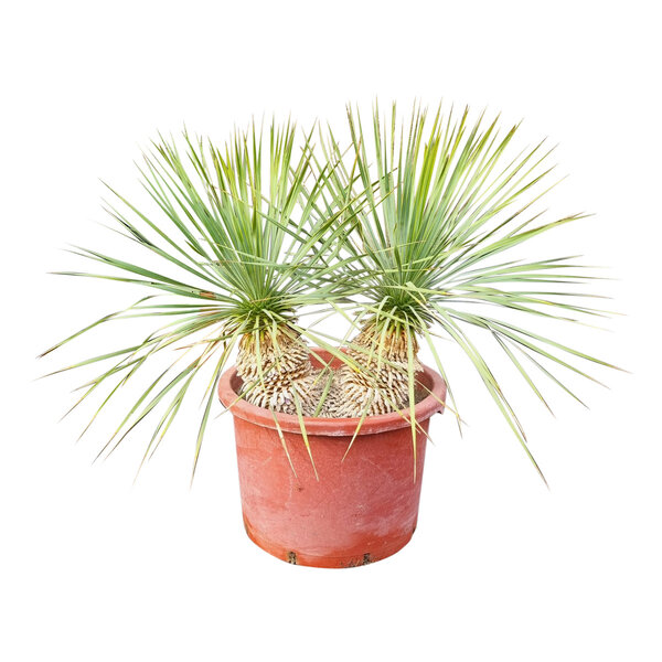 Yucca rostrata Hybride (NO:8)