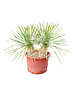  Yucca rostrata Hybride (NO:8)