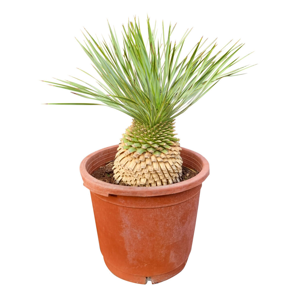 Yucca rostrata Hybride (NO:9)