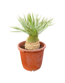 Yucca rostrata Hybride (NO:9)