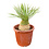 Yucca rostrata Hybride (NO:9)