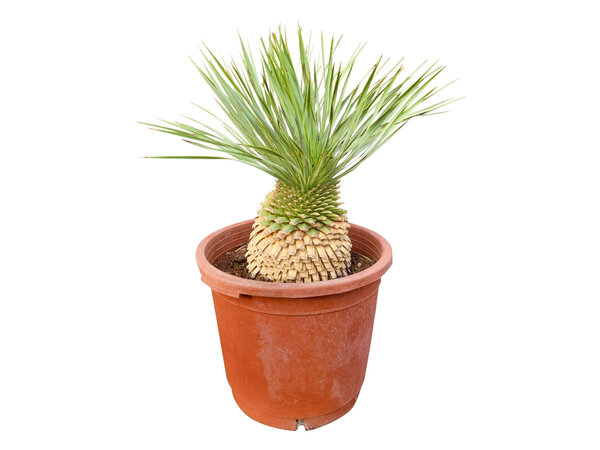 Yucca rostrata Hybride (NO:9)