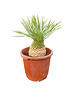 Yucca rostrata Hybride (NO:9)