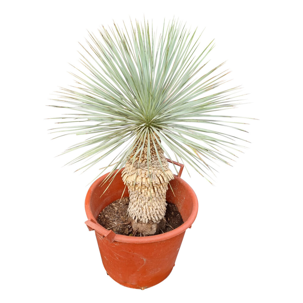 Yucca rostrata Hybride (NO:10)