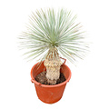 Yucca rostrata Hybride (NO:10)