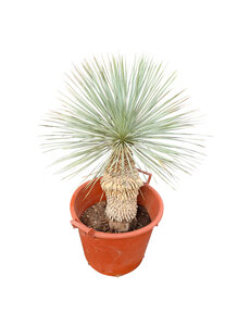  Yucca rostrata Hybride (NO:10)