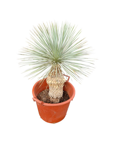 Yucca rostrata Hybride (NO:10)