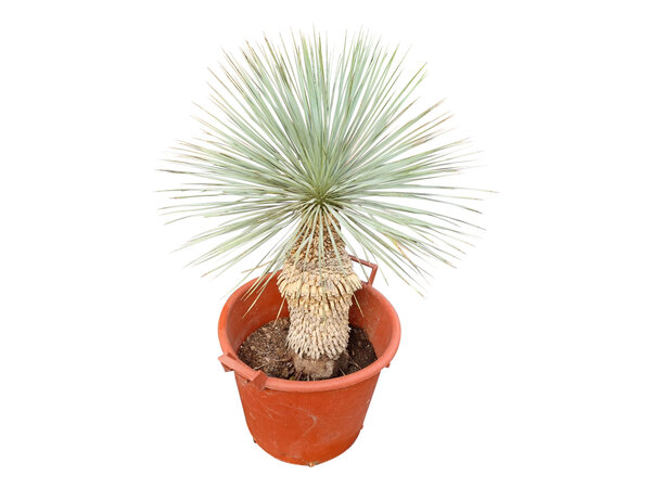 Yucca rostrata Hybride (NO:10)