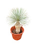  Yucca rostrata Hybride (NO:10)