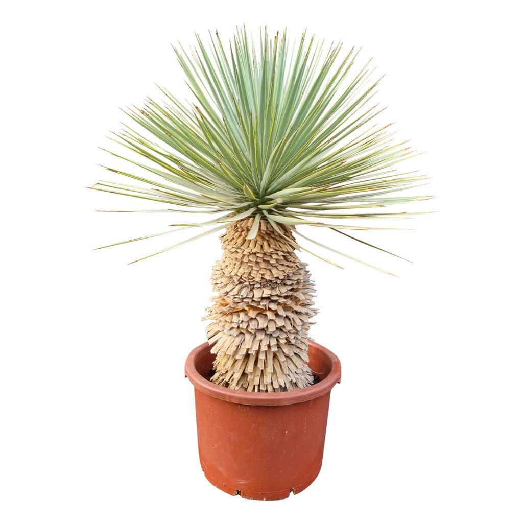 Yucca rostrata Hybride (NO:11)