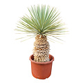 Yucca rostrata Hybride (NO:11)