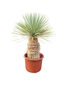 Yucca rostrata Hybride (NO:11)