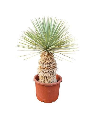  Yucca rostrata Hybride (NO:11)