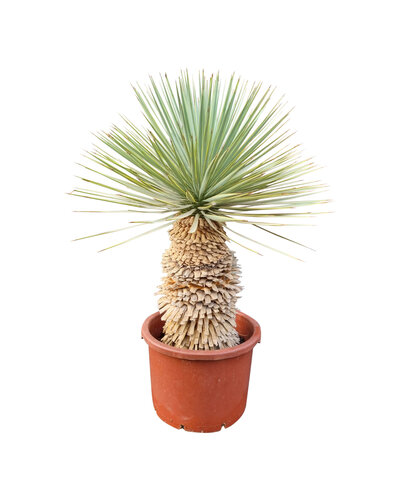 Yucca rostrata Hybride (NO:11)