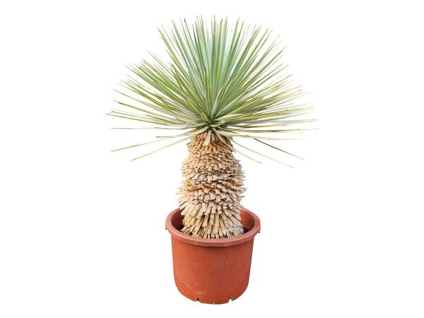 Yucca rostrata Hybride (NO:11)
