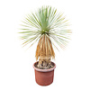  Yucca rostrata Hybride (NO:12)