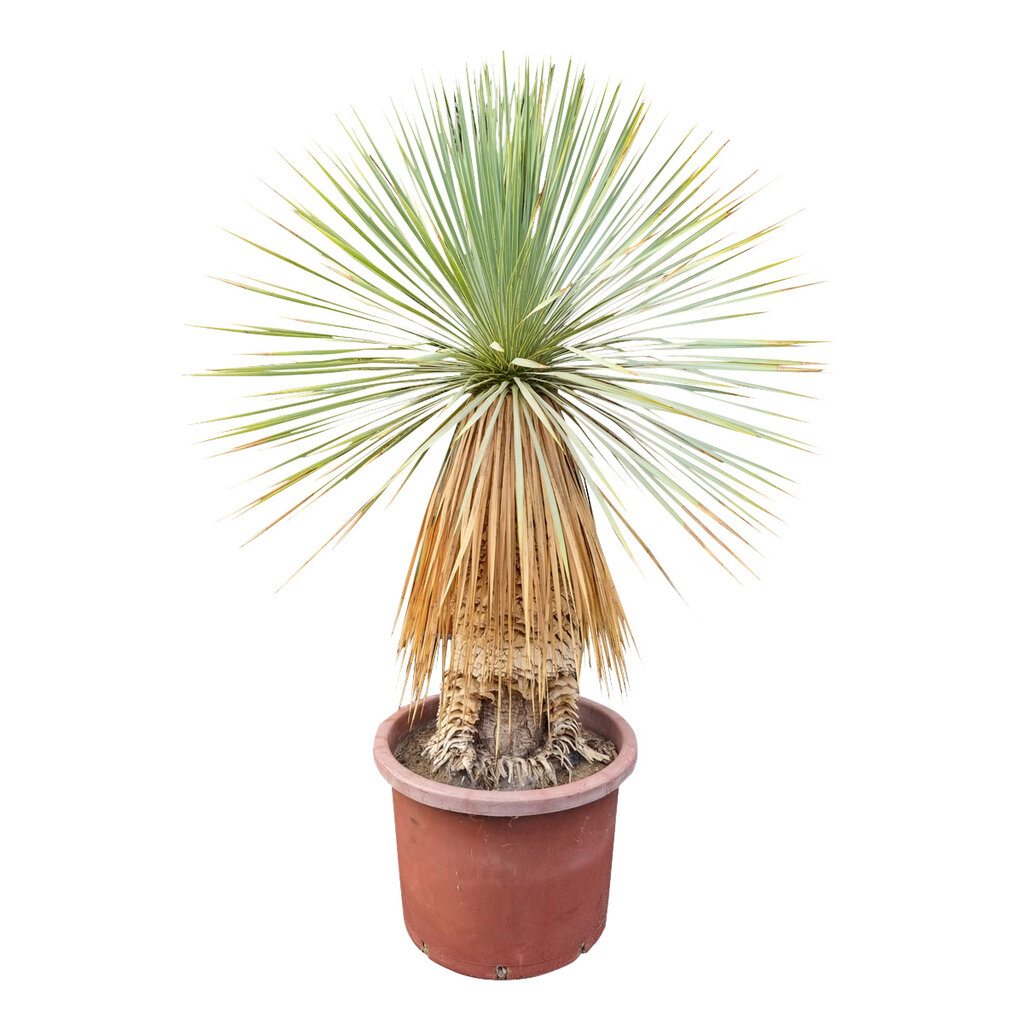 Yucca rostrata Hybride (NO:12)