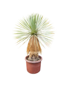 Yucca rostrata Hybride (NO:12)