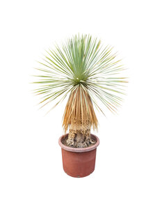  Yucca rostrata Hybride (NO:12)