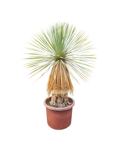Yucca rostrata Hybride (NO:12)