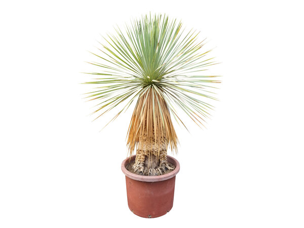 Yucca rostrata Hybride (NO:12)