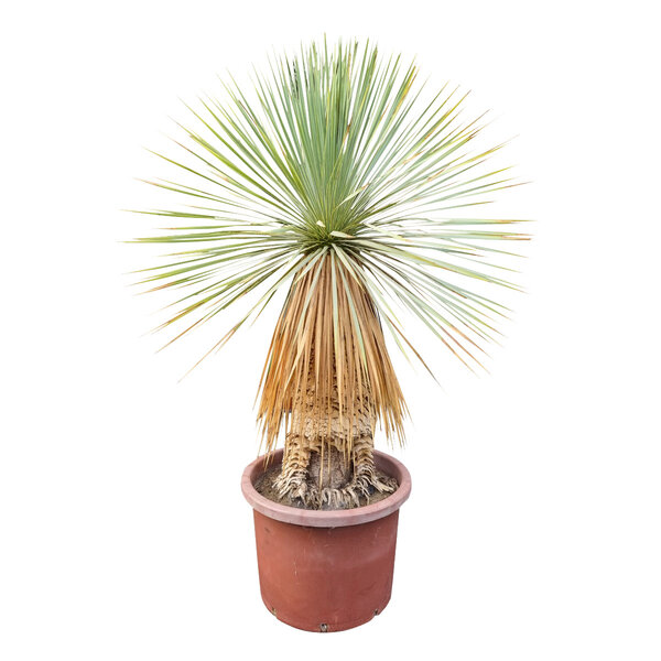 Yucca rostrata Hybride (NO:12)