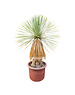  Yucca rostrata Hybride (NO:12)