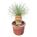 Yucca rostrata Hybride (NO:13)