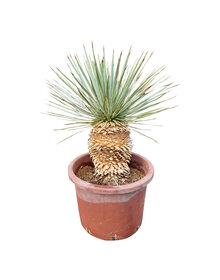 Yucca rostrata Hybride (NO:13)